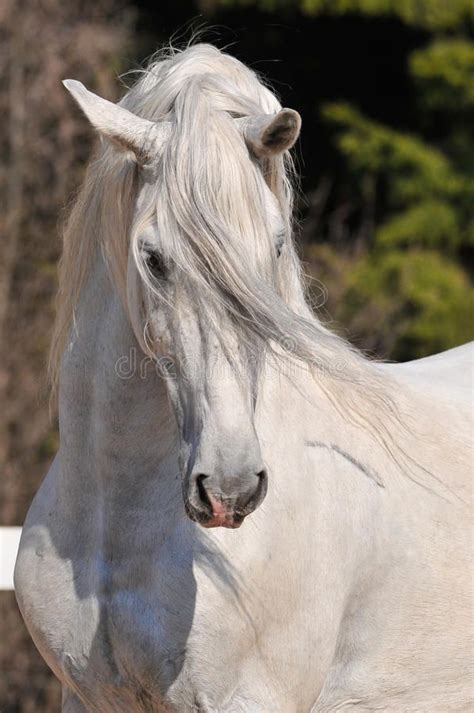 Andalusian Stallion Portrait Stock Image Image Of Pace Espanola