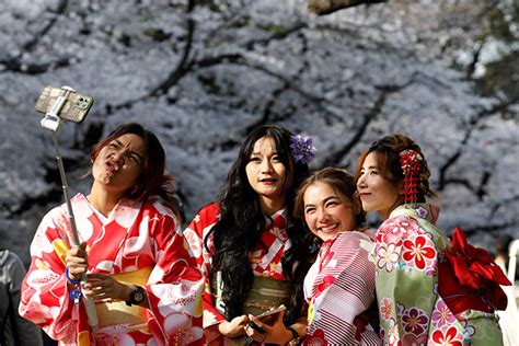 History Of Chasing The Fleeting Beauty Of Japans Cherry Blossoms