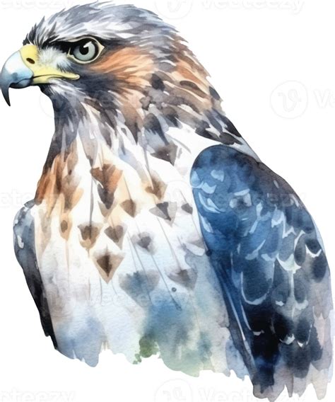 Hawk Bird Watercolor Illustration Ai Generated 24831537 Png