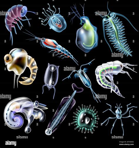 Plankton Animal