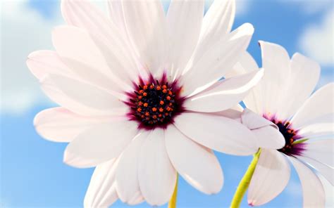 White African Daisy