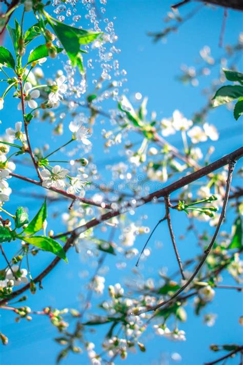 Cherry Blossoms Under The Rain Stock Image Image Of Fresh Bokeh