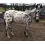 Introducing Our New Appaloosa  Chapman Valley Horse Riding