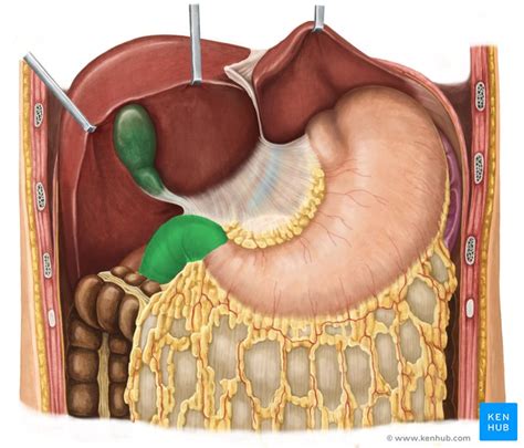 Anatomy Of The Duodenum