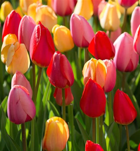 Spring Blooming Bulbs We Want Your Reviews Longfield Gardens