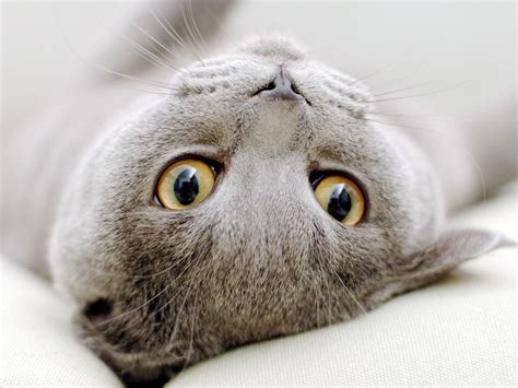 Cute Scottish Fold Scottish Fold Cat 720p Cat Red Eyes Sprawled