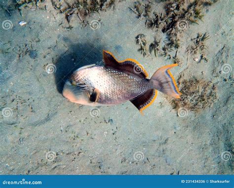 Yellowmargin Triggerfish Masticating Seashell With Its Sharp Teeths In