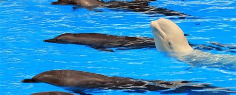 a beluga whale living with dolphins swapped her language for theirs beluga whale whale beluga