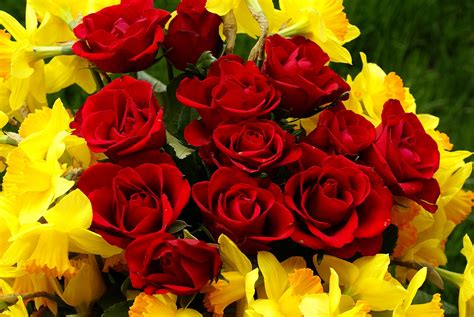 Facebook'ta flowers and nature photos'un daha fazla içeriğini gör. 25 Nice and Beautiful Red Rose Pictures -DesignBump