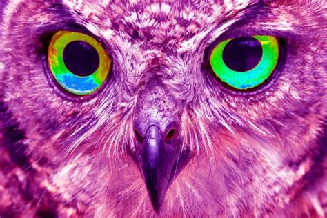 Purple Owl Owls Pinterest