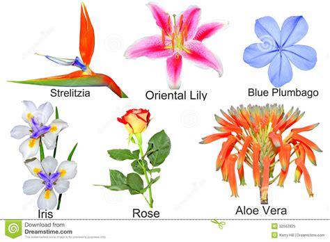 Flowers and their names in hindi. Pictures Of Flowers And Their Names | # Beautiful Flowers