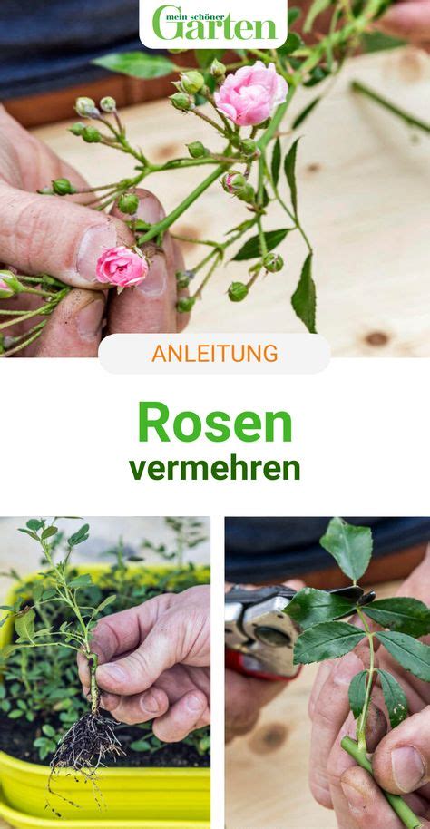 19 Rosenpflege Ideen In 2021 Rosenpflege Pflanzen Rosen Pflanzen