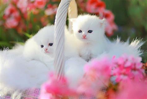Very Cute Kittens By Jamaicamae012 On Deviantart