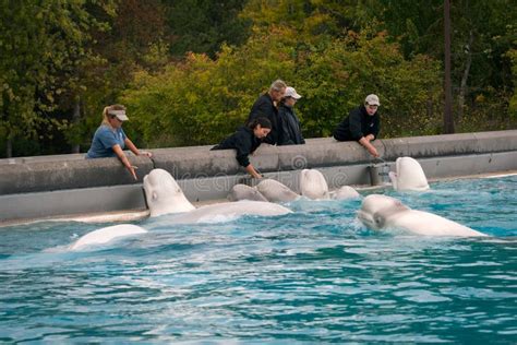 Beluga Whale Feeding At Marineland Canada Editorial Stock Photo Image