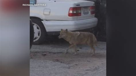Pet Owners Warned Of Dangers During Coyote Mating Season Abc7 Chicago