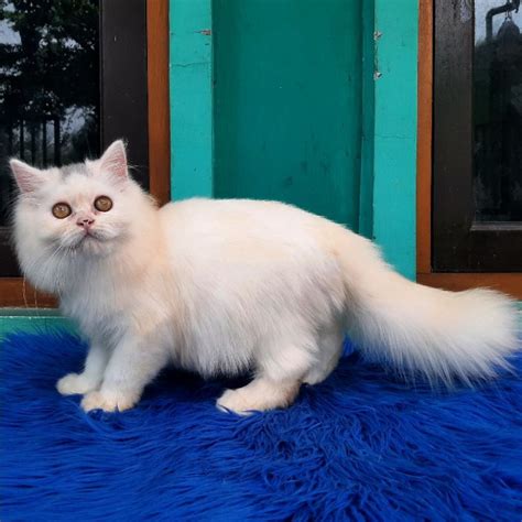 Kucing Persia Kitten Flatnose Longhair Bulu Kapas Bigbone Shopee Indonesia