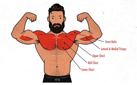 Ease of use, accessibility, and safety. The Bench Press Hypertrophy Guide - Outlift