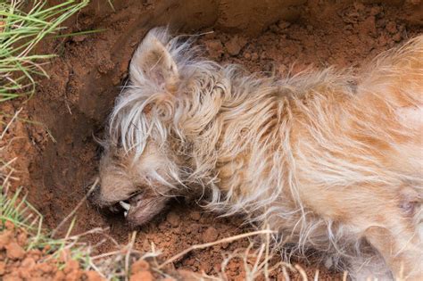 The breed were slaughtered in large numbers by the japanese when korea was under japanese rule to make winter. Dead dog in grave stock image. Image of body, wildlife ...