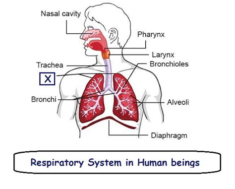 Draw Neat And Labeled Diagrams Of Respiratory System