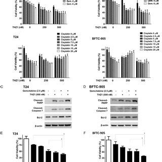 Thz Induced Cytotoxicity And Apoptosis In Human Uc Cells In A