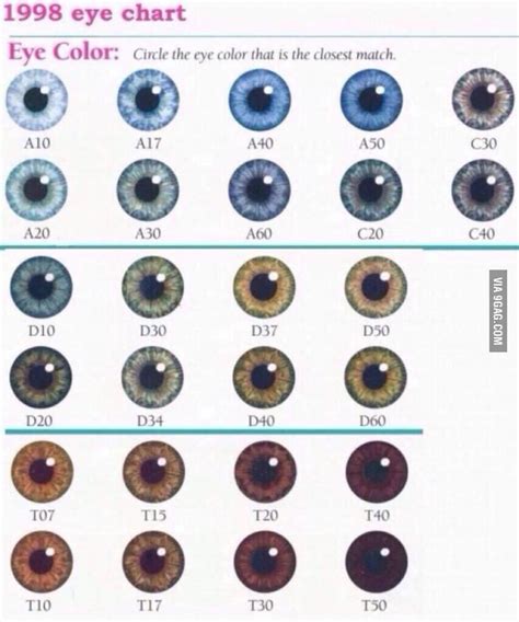 Meaning Dog Eye Reflection Color Chart