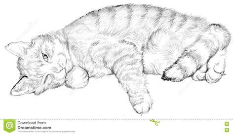 Illustration Of A Sleeping Cat Black And White Drawing