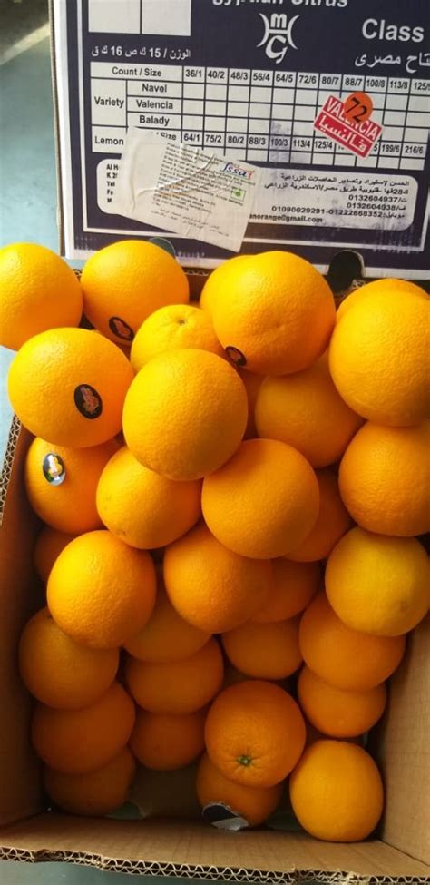 A Grade Egypt Fresh Oranges Packaging Size 15 Kg Packaging Type