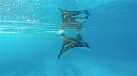 Lady Elliot Island Manta Rays Photo By Somethingtravel Sea