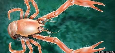 Squat Lobster New Crustacean Species Discovered Near Spain