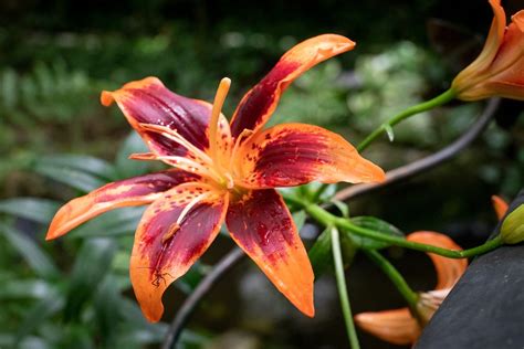 Tiger Lily Flower Free Photo On Pixabay