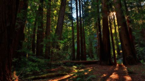 Redwood Forest Desktop Wallpapers Top Free Redwood Forest Desktop