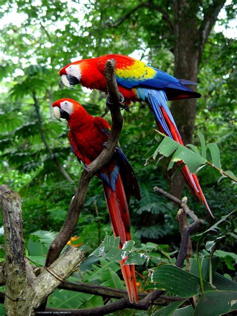 Costa Rican Parrots Just Beautiful Wild Natural Just Like The