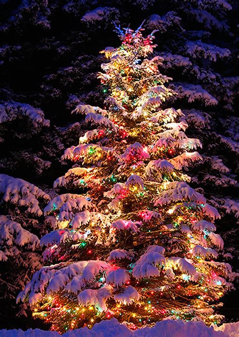 22 Charming Outdoor Christmas Tree Decorations You Must Try this Year