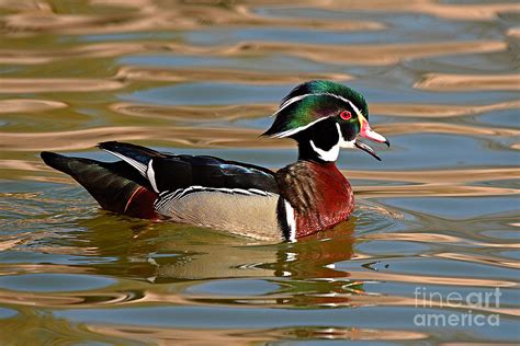 Wood Duck Drake Calling On The Pond Photograph By Max Allen Fine Art