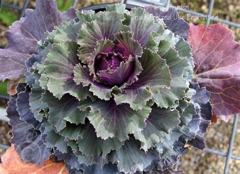 Plantfiles Pictures Flowering Kale Ornamental Cabbage Pink Dynasty