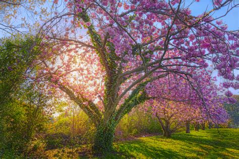 Sunshine Spring Cherry Blossom Blossom Cherry Tree Tree Wallpapers Hd Desktop And