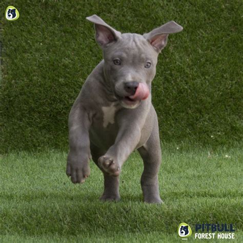 Our Blue Nose Pitbull Puppy American Pitbull Kennel