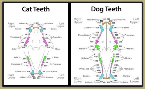 Knowing your dental formulas is crucial when performing dental examinations or dental prophys. Image result for dental chart dog