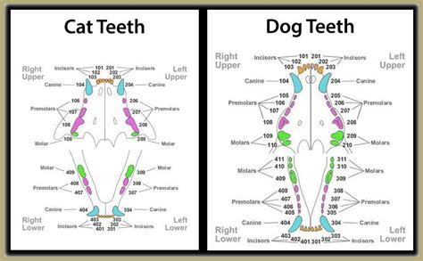 An animal's dentition for either deciduous or permanent teeth can thus be expressed as a dental formula, written in the form of a fraction, which can be written as i.c.p.mi.c.p.m, or. Image result for dental chart dog