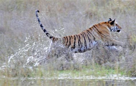 Tiger Leaping From The Shallows In Bandhavgarh Ian Duffy Flickr