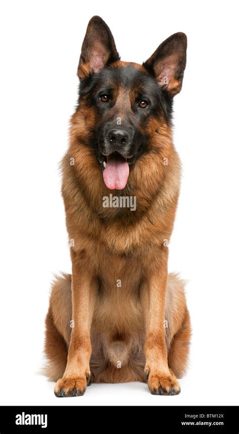 German Shepherd Dog 3 Years Old Sitting In Front Of White Background