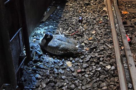 Loose Goose Wanders Onto Subway Tracks Delays Q Train