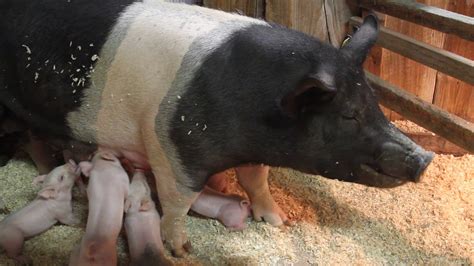 Noisy Pig Mom Feeding Baby Piglets Youtube