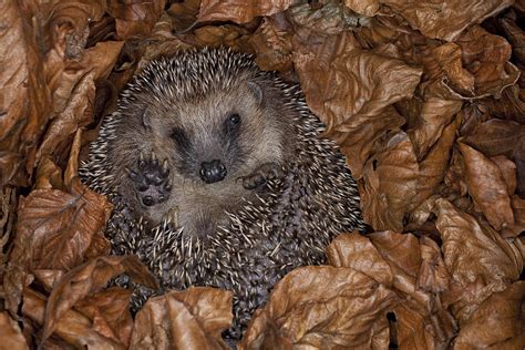 Brown Breasted Hedgehog Hibernating Photograph By Ingo Arndt