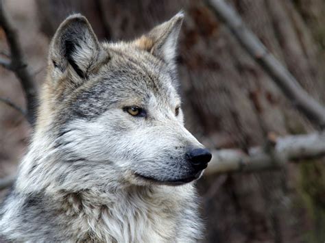Saving The Endangered Mexican Gray Wolf Earthjustice