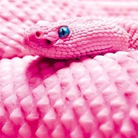 Pink Snake Hd Wallpapers Top Những Hình Ảnh Đẹp