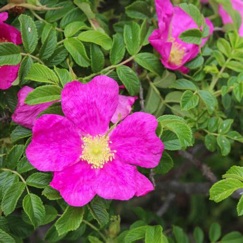 Seeds Of Japanese Rose Rosa Rugosa The Original Garden