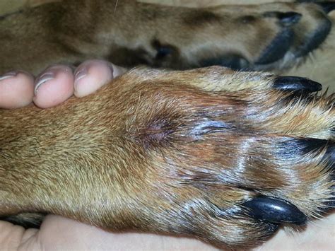 Large Red Smelly Bump On Top Of Dogs Paw