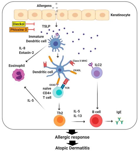 Ijms Free Full Text Skin Barrier Abnormalities And Immune