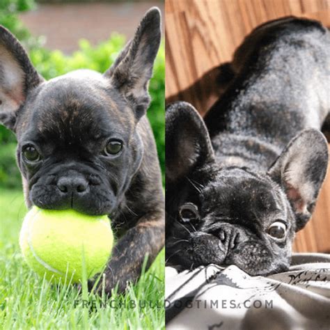 How To Stop A French Bulldog From Biting Easy Techniques Fbdt